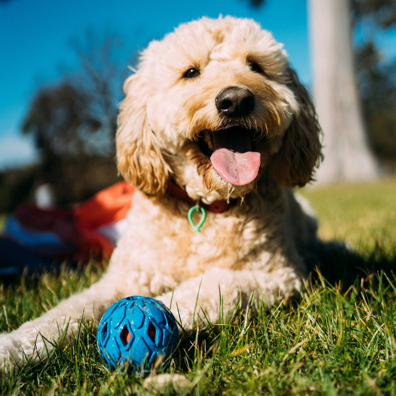 Dog Toys
