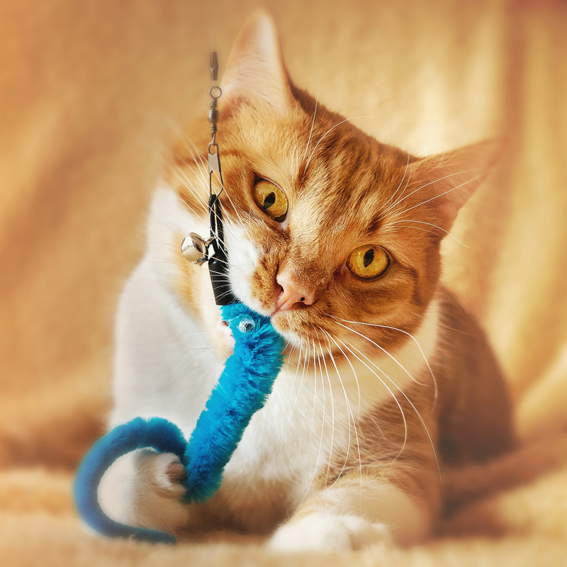 Cat Toys