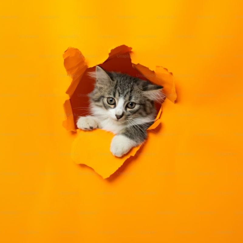 Cat Accessories