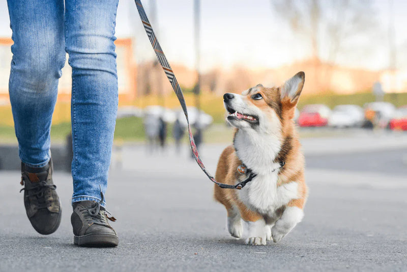 Dog Leads