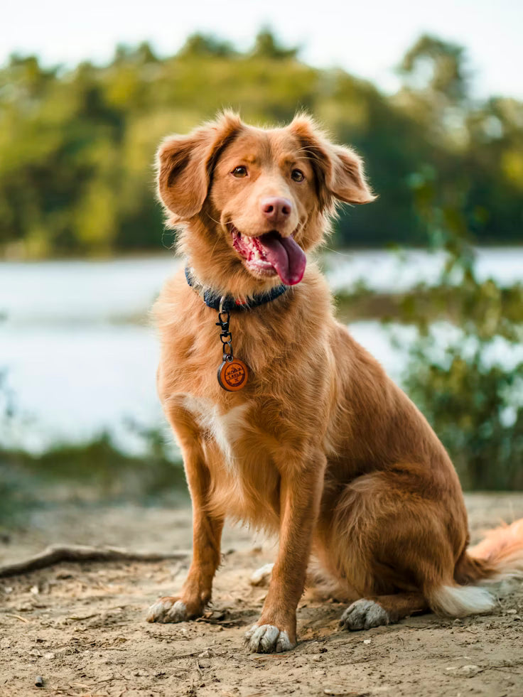 Dog Collars
