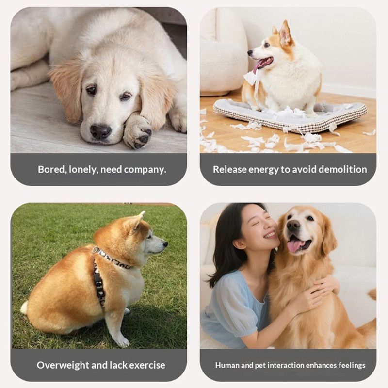 Self-Rolling Pet Ball – Orange